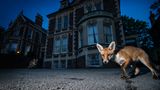 Fuchs, Bristol, UK