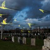 Sittiche, London, Uk