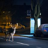 Damhirsch, London, Uk