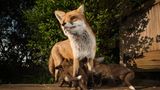 Füchsin Vixen mit Jungen