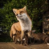 Füchsin Vixen mit Jungen