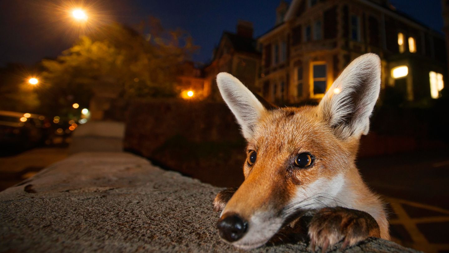 Tierfotografie So Leben Wilde Tiere In Gro st dten GEO tierfotografie-so-leben-wilde-tiere-in-gro-st-dten-geo