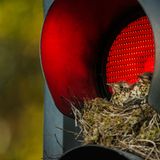 Misteldrossel, Nest in einer Ampel, Leeds, UK