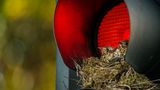 Misteldrossel, Nest in einer Ampel, Leeds, UK