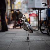 Graureiher, Amsterdam, Niederlande