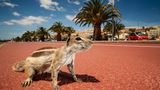 Atlashörnchen, an einer Strandpromenade, Fuerteventura, Spanien