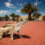 Atlashörnchen, an einer Strandpromenade, Fuerteventura, Spanien