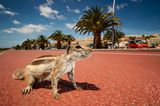 Atlashörnchen, an einer Strandpromenade, Fuerteventura, Spanien