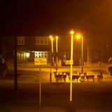 Damwild steht auf einer Wiese in einem Wohnviertel, London, UK,