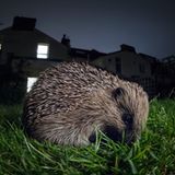 Europäischer Igel, Bristol, UK