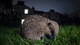Europäischer Igel, Bristol, UK