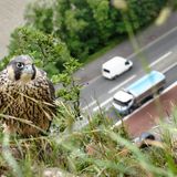 Wanderfalke auf einer Klippe, mit belebter Hauptstraße und Fluss im Hintergrund, Avon Gorge, Bristol, UK
