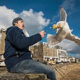 Silbermöwe schnappt Nahrung aus der Hand des Mannes. St. Ives, Cornwall, UK