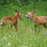 Balgende Jungfüchse