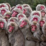 The More the Merrier