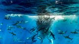 Revillagigedo Archipelago, Mexico