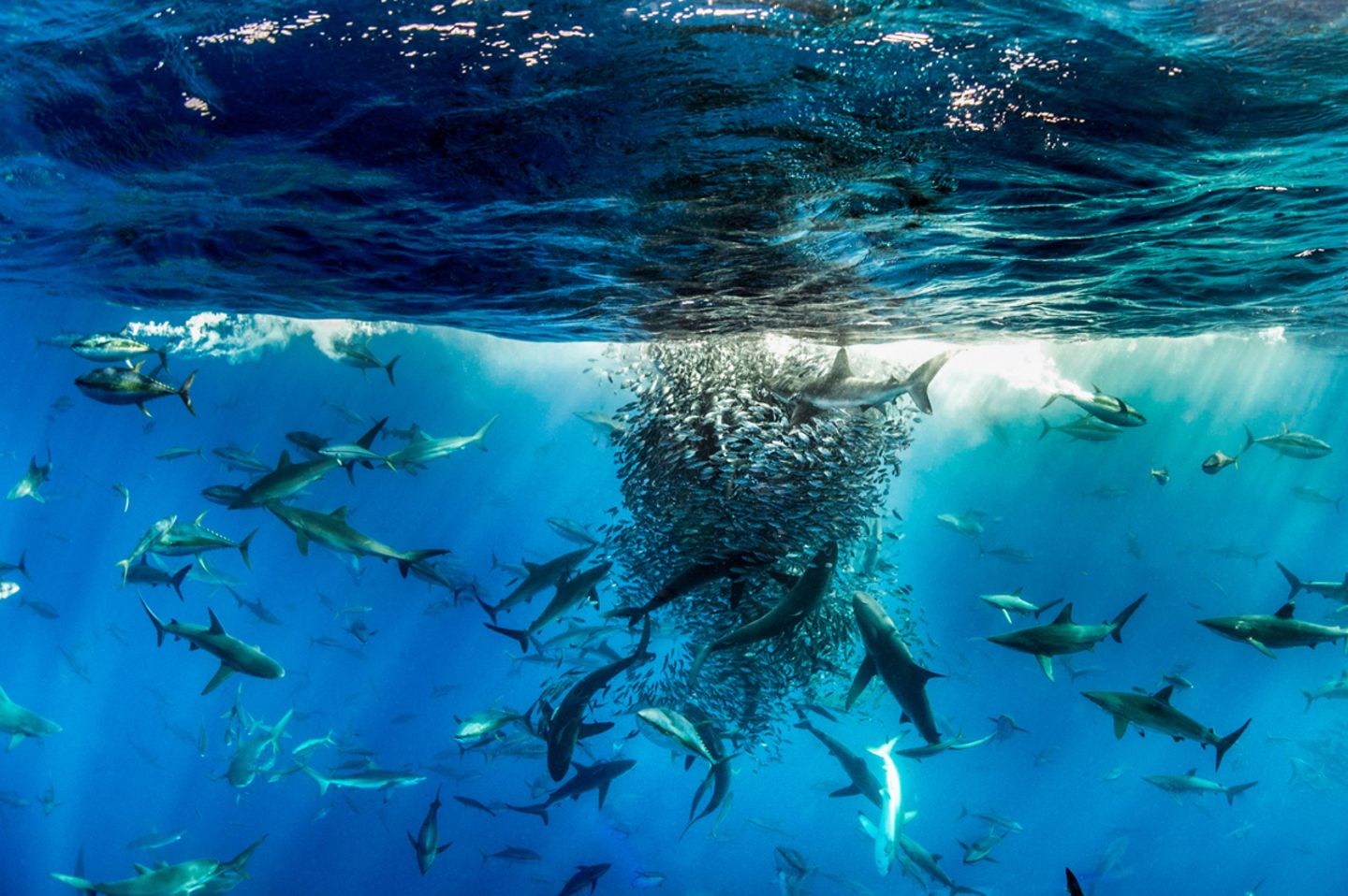 Revillagigedo Archipelago, Mexico