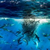 Revillagigedo Archipelago, Mexico