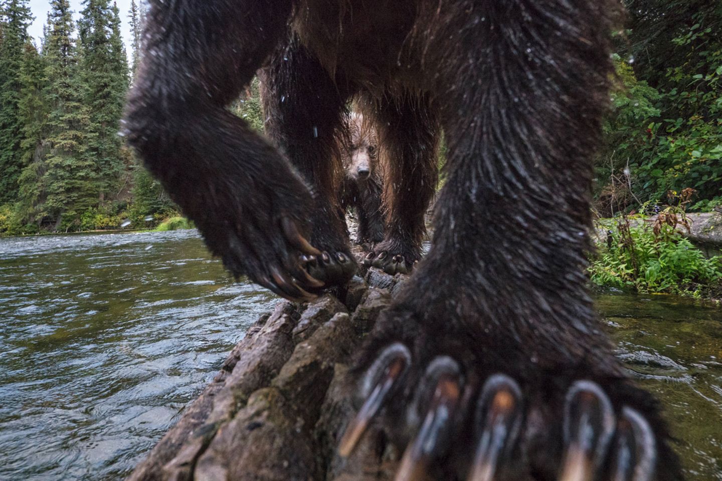 Yukon River, Kanada The Salmon Catchers