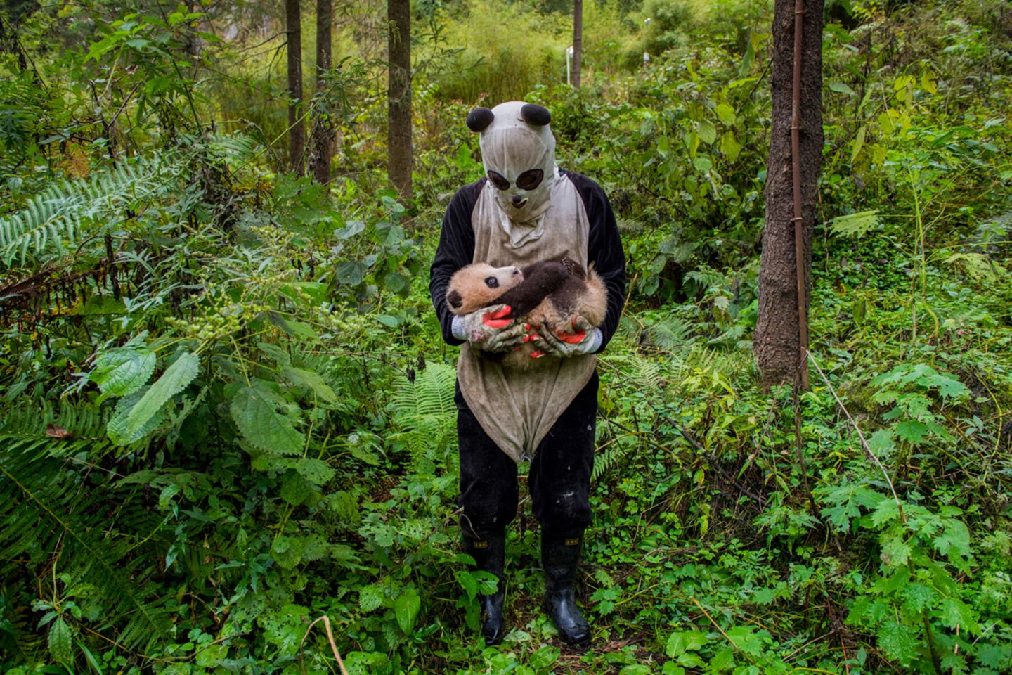 Pandas Gone Wild