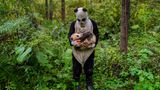 Pandas Gone Wild