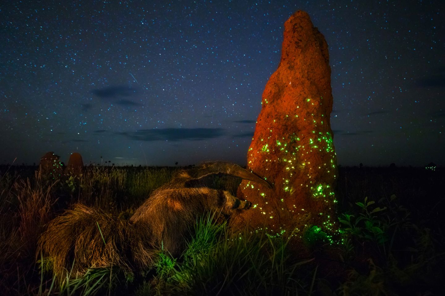 Emas National Park, Brazil