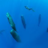 Commonwealth of Dominica, Caribbean Sea