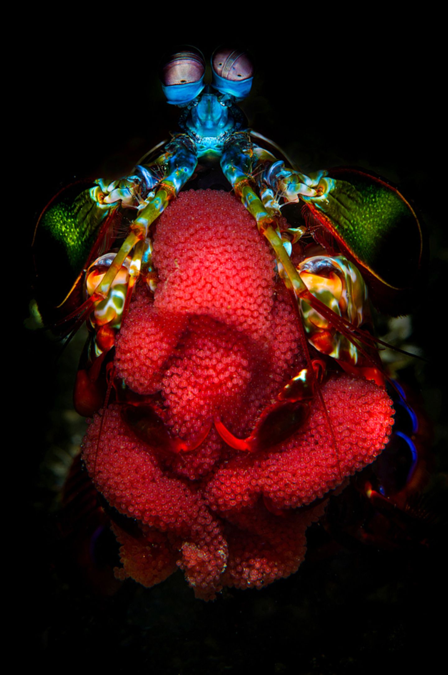 Lembeh Strait, Indonesia