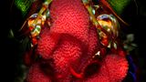 Lembeh Strait, Indonesia