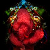 Lembeh Strait, Indonesia