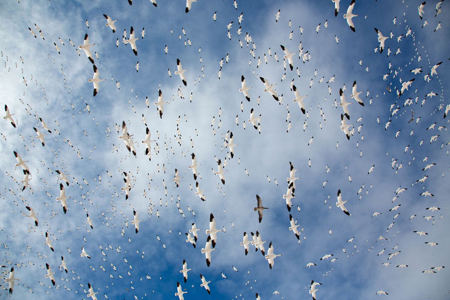 Bosque del Apache National Wildlife Refuge, New Mexico, USA