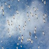 Bosque del Apache National Wildlife Refuge, New Mexico, USA