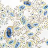 Monterey Bay National Marine Sanctuary, California, USA