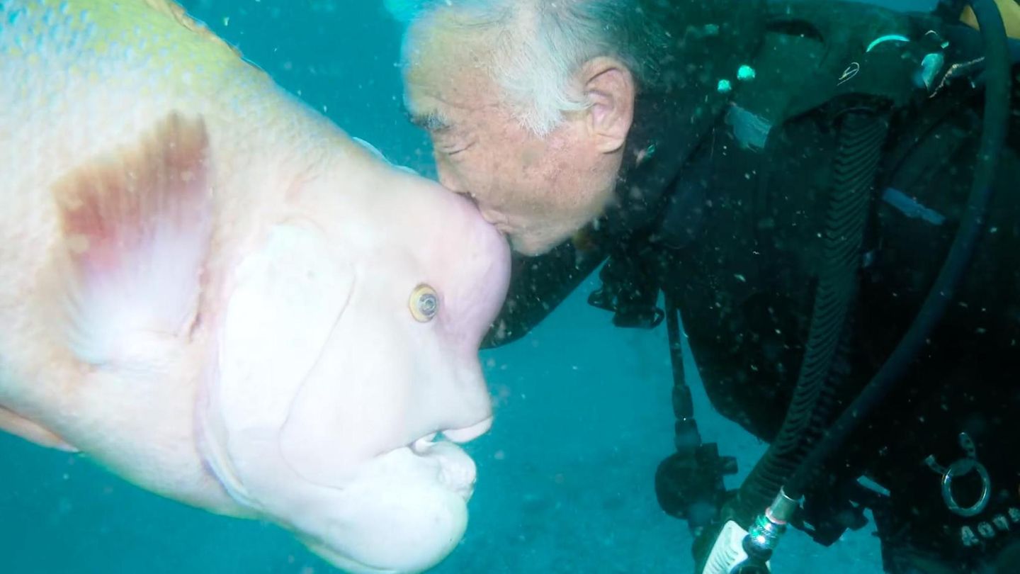 Hasama-Unterwasserpark in Japan: Taucher ist seit 25 Jahren mit einem ...