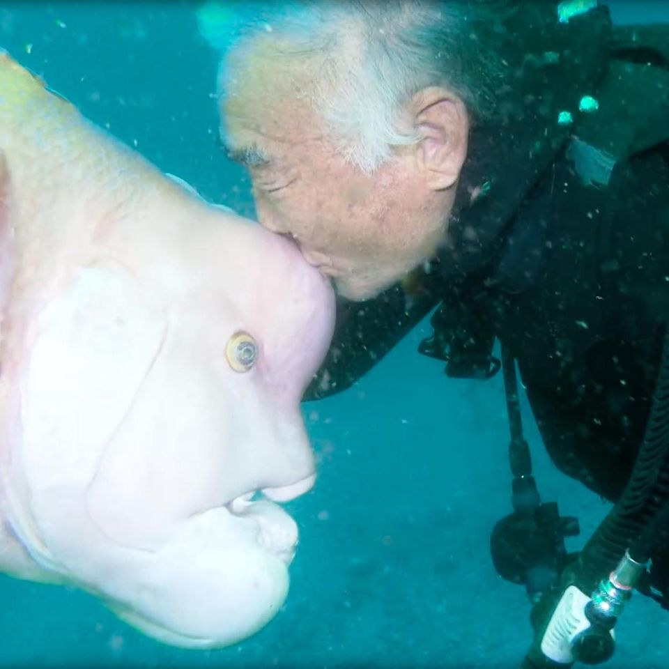Hasama-Unterwasserpark in Japan: Dieser Taucher ist seit 25 Jahren mit einem Fisch befreundet