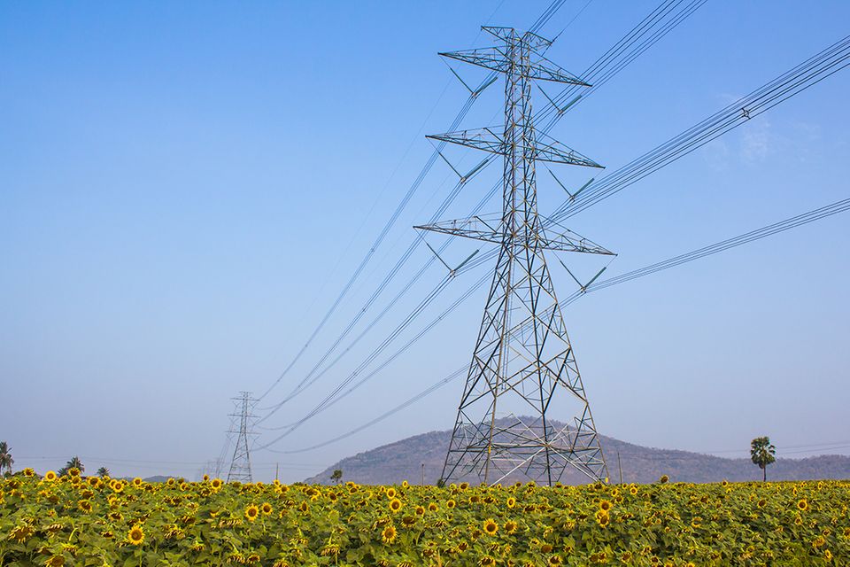 Strommasten über Sonnenblumen