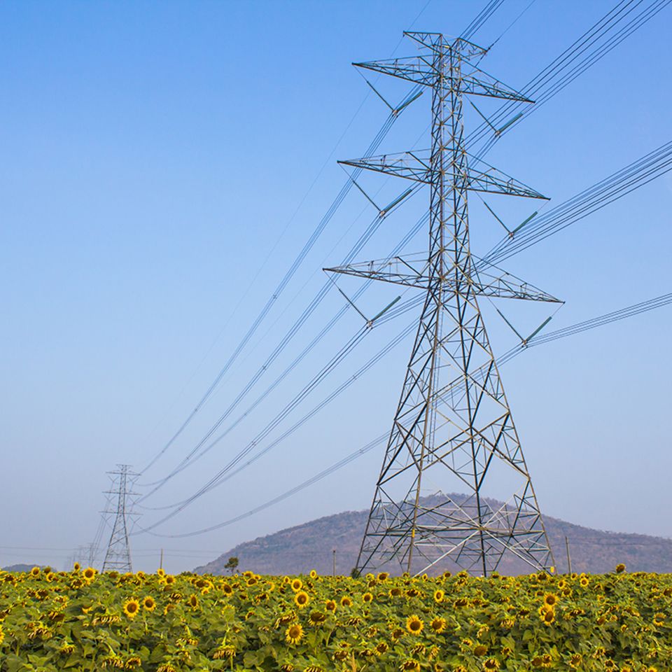 Strommasten über Sonnenblumen