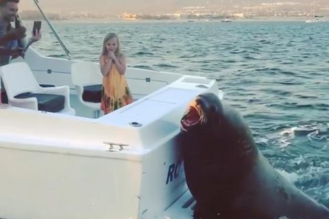 Cabo in Mexiko: Dieser riesige Seelöwe lässt sich von einem Motorboot mitnehmen
