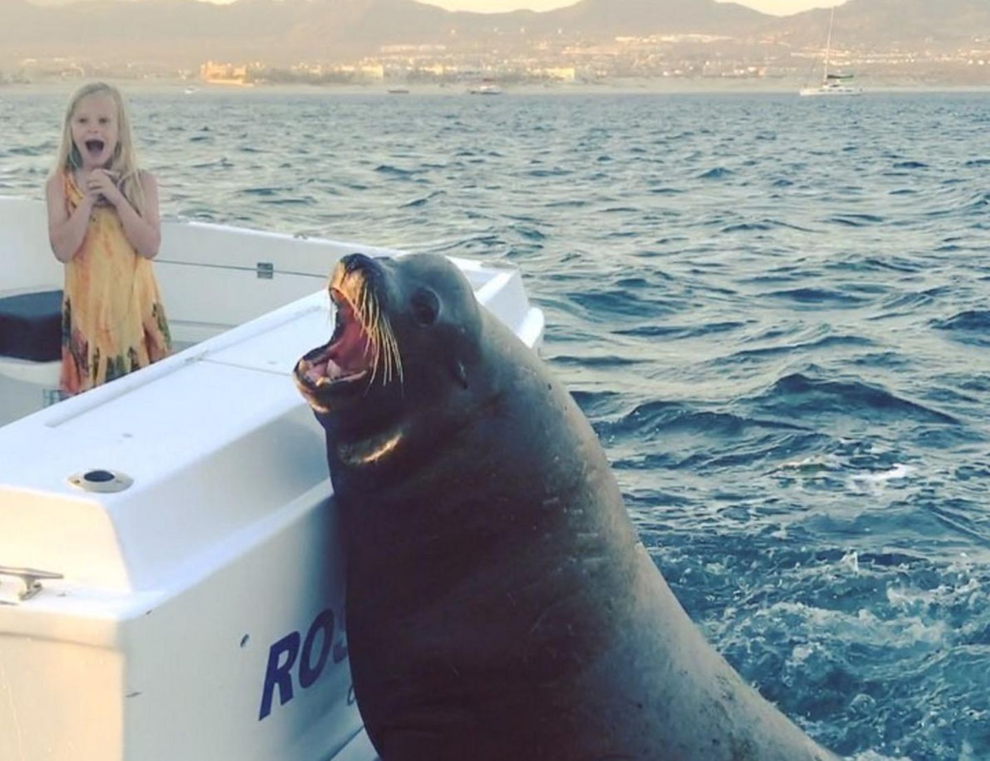 Cabo in Mexiko: Dieser riesige Seelöwe lässt sich von einem Motorboot mitnehmen