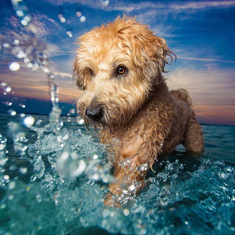 Hund