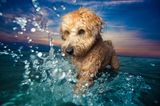 Hund