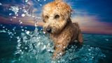 Hund