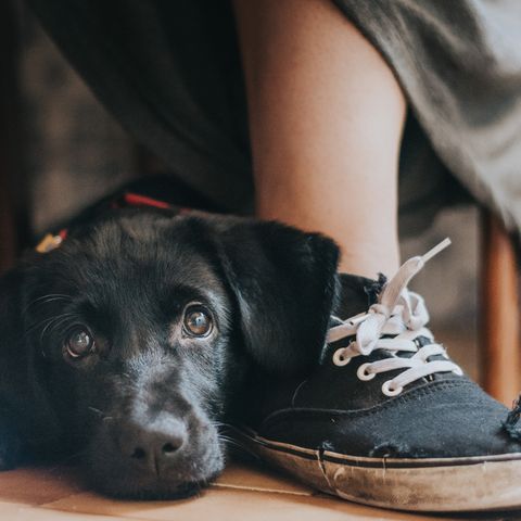 Hund