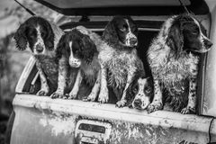 Hunde