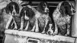 Hunde