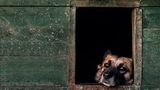 Hund
