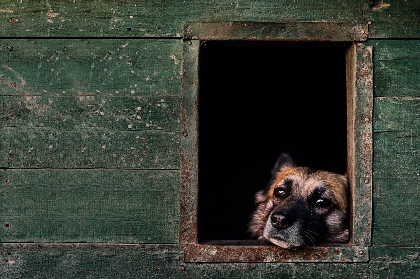 Hund