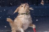 Hund