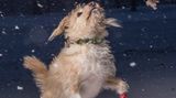 Hund