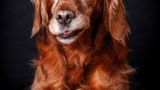 Hund